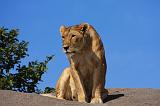 TANZANIA - Serengeti National Park - Leonessa su Kopjies - 13